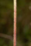 Rough boneset